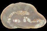 Three Fossil Sea Cucumbers (Achistrum) - Mazon Creek #120945-1